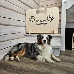 Bloccante di cuccioli di legno per amanti degli animali domestici, barriera per cani indipendenti per corridoi, porte e scale
