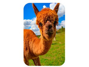 Air freshener alpaca, 3 scents assorted, 10x6.5cm