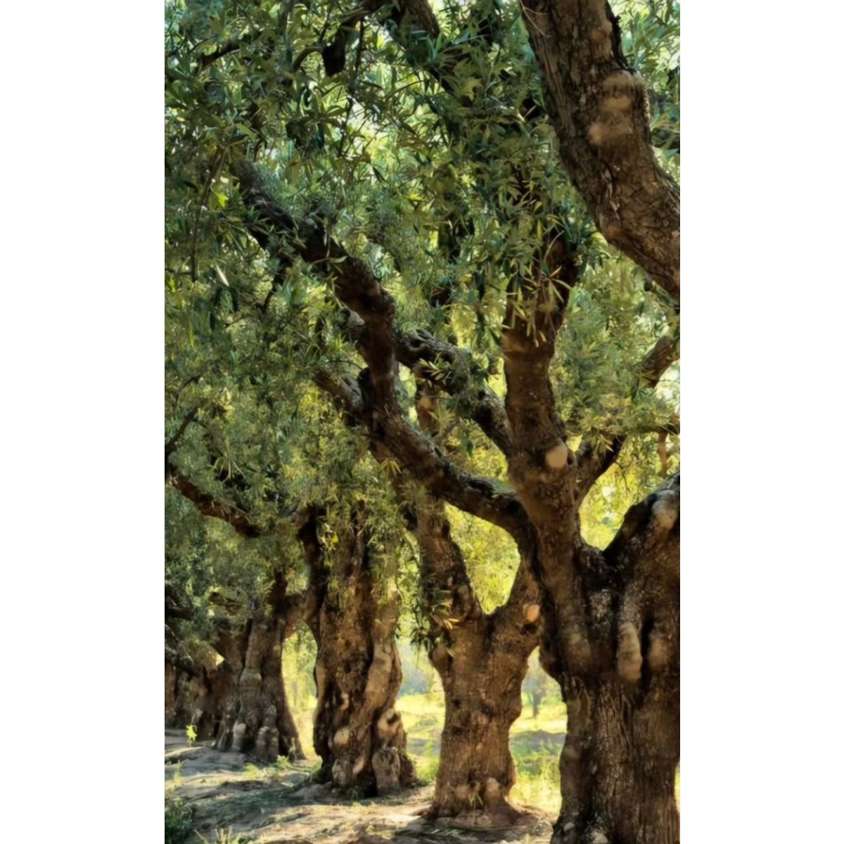 EVOO Premium Extra Vierge Olijfolie 250ml.