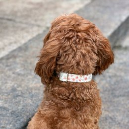  White floral dog collar with pink flowers, adjustable buckle closure, midsummer pattern design.