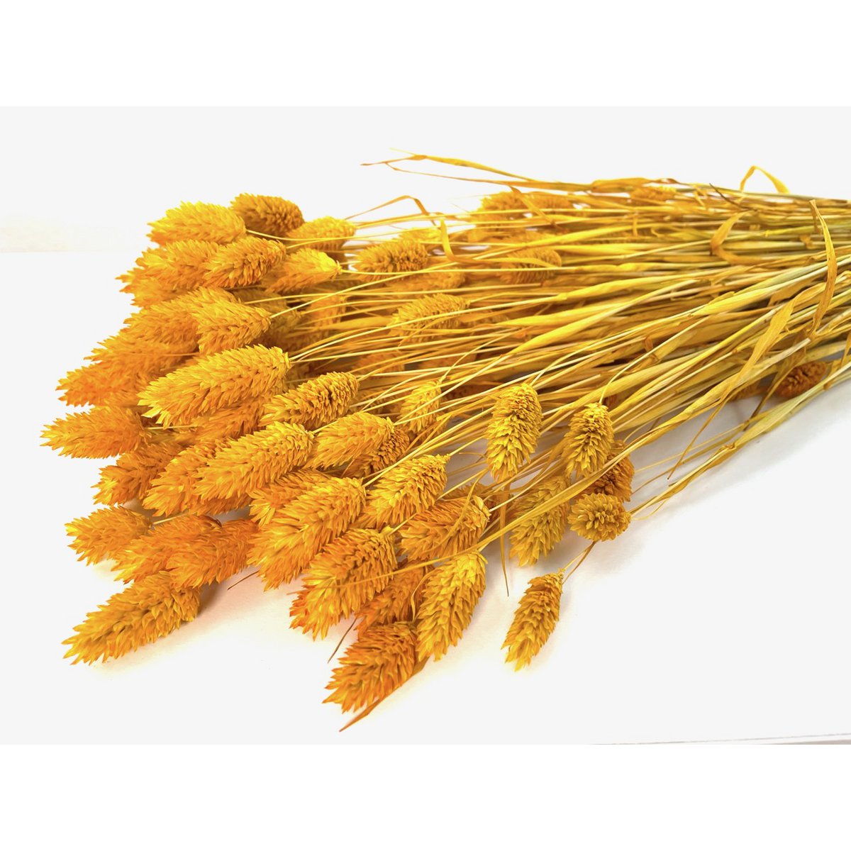 Phalaris, ok 150g, ok 60-70cm, musztarda żółta