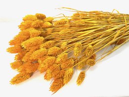 Phalaris, ok 150g, ok 60-70cm, musztarda żółta