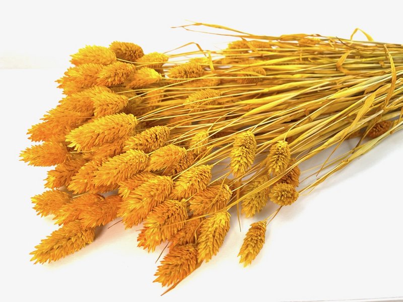 Phalaris, ok 150g, ok 60-70cm, musztarda żółta
