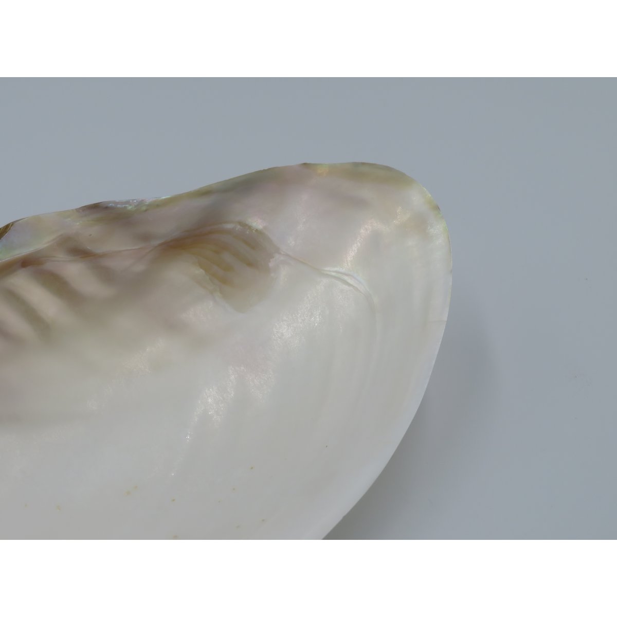 Mother-of-pearl shell - Kupang 20-22 cm