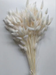 Weißer Lagurus-Trockenblumenstrauß
