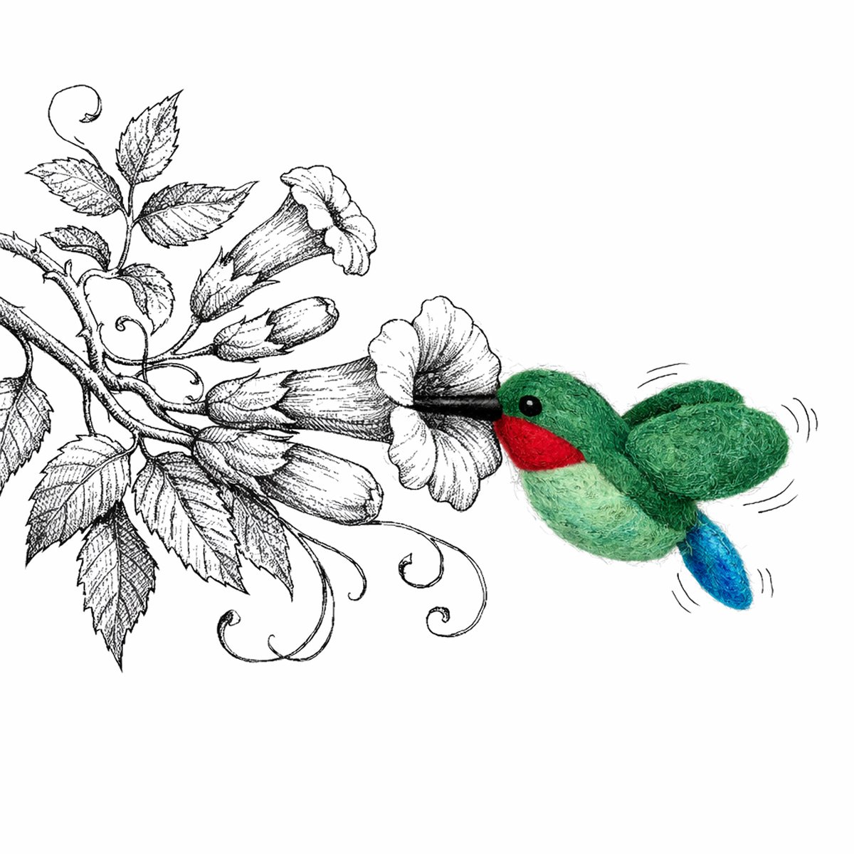 Vogelkolibri