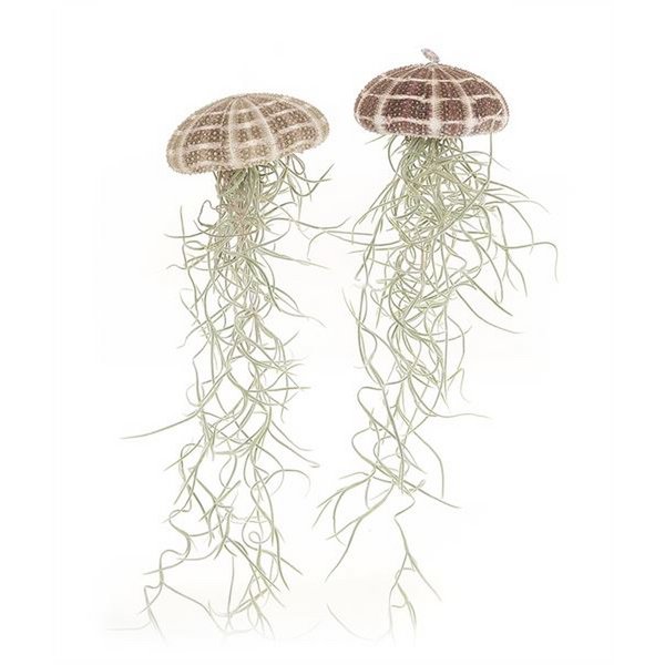 Stor vandmand (Tillandsia usneoides)