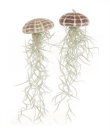 Große Qualle (Tillandsia usneoides)