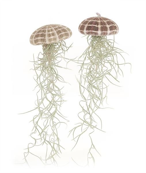 Große Qualle (Tillandsia usneoides)