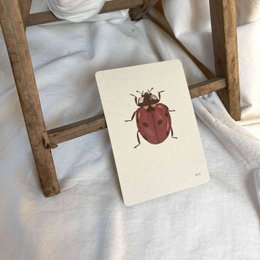 Kaartenset Insecten