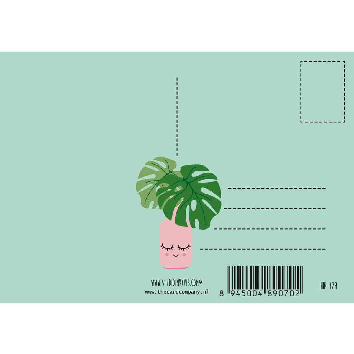 Monstera-Pflanze