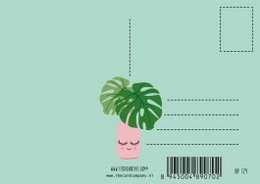 Monstera-Pflanze