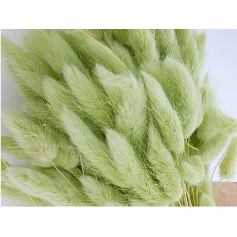 Lagurus Dalio limegrøn 100 g