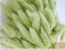 Dried lime green lagurus dalio flowers, 100g. Soft, fluffy texture with feathery, wispy appearance. Suitable for floral arrangements, crafts, and home decor.
