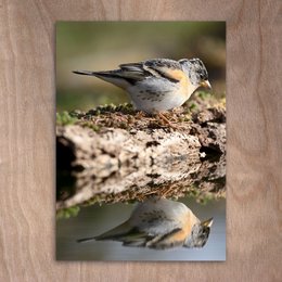 A small gray and white bird perched on a tree branch, with its reflection visible in the water below.