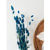 Phalaris blauwe droogbloemen