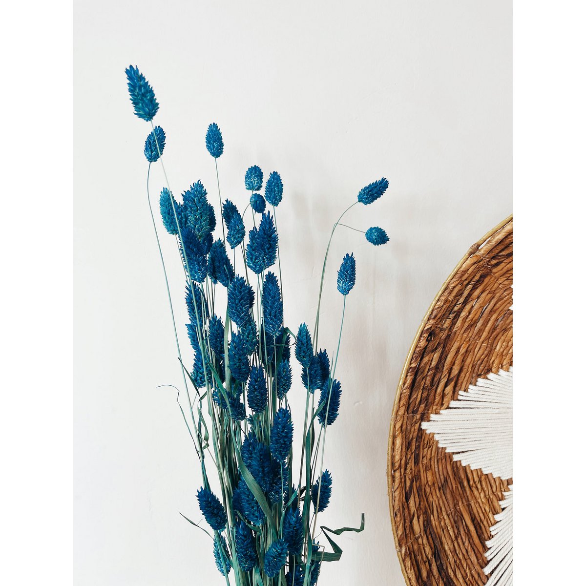 Flores secas azules Phalaris