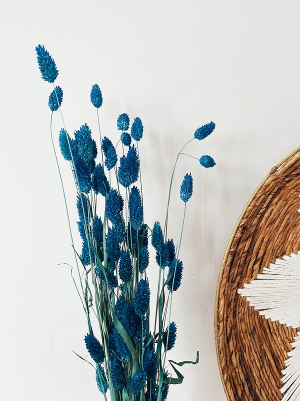 Flores secas azules Phalaris