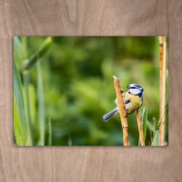A colorful blue tit bird perched on a twig against a blurred green background.