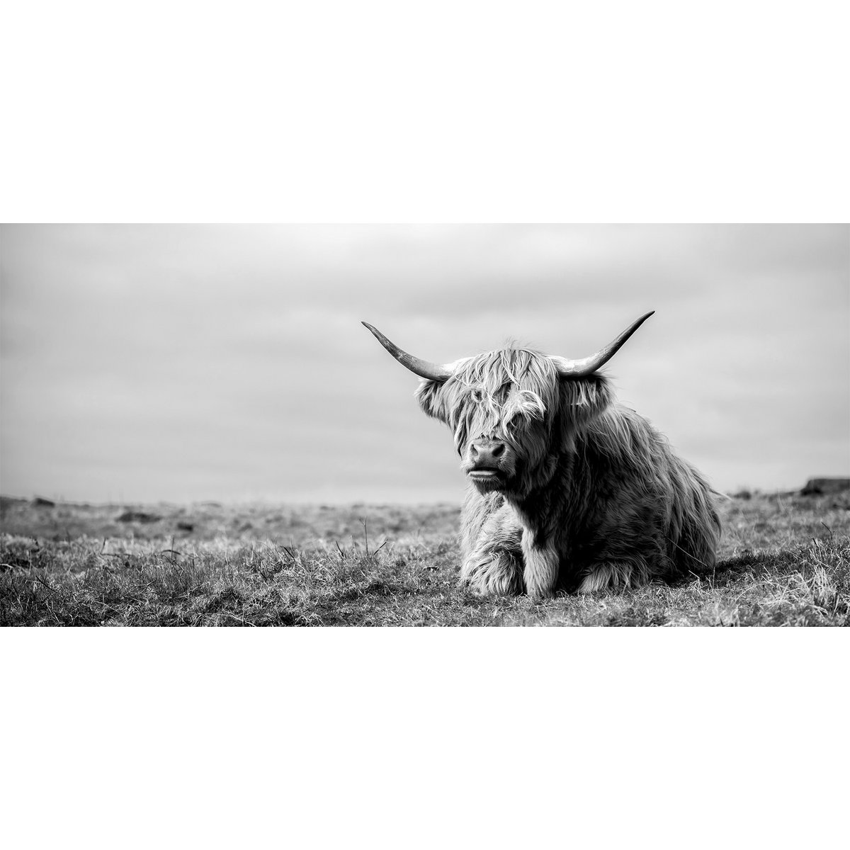 Muurfoto HOCHLANDRIND LIGGEND 33x70 cm - canvas foto spieraam decoratie modern