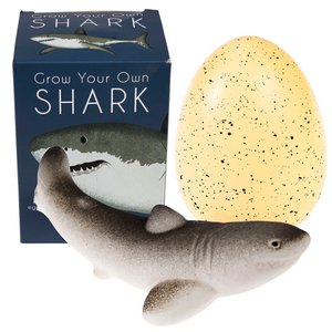 Giant hatching shark egg - Sharks