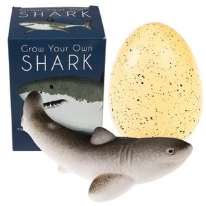 Giant hatching shark egg - Sharks