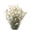 Getrockneter Ammobium-Bündel