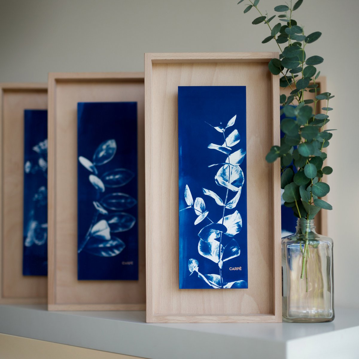 Cyanotype Fittonia