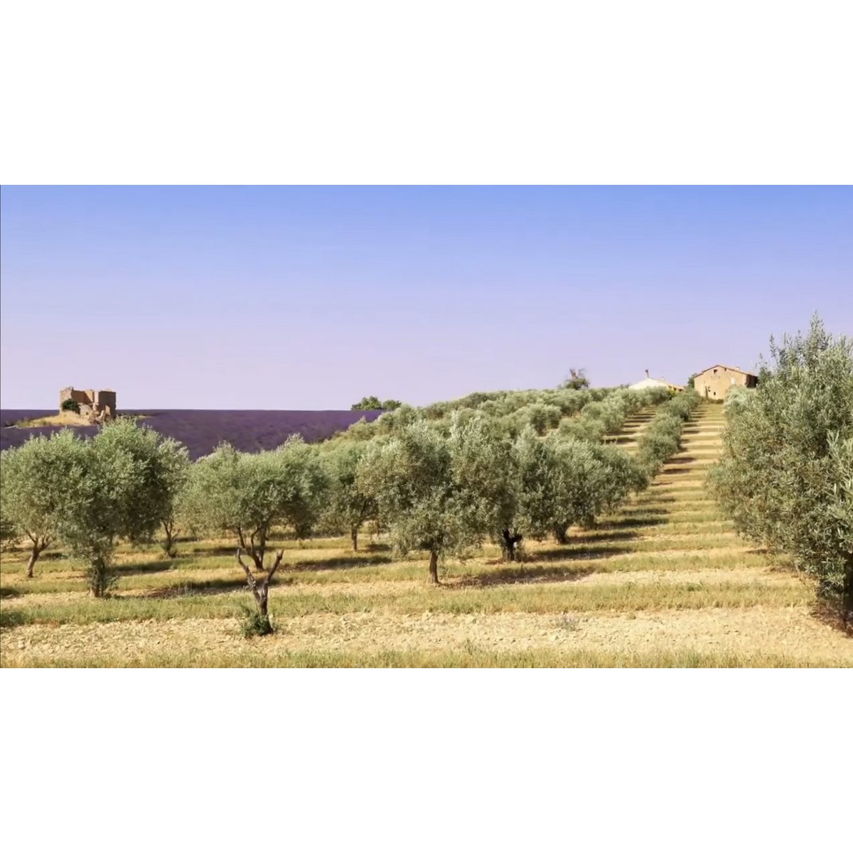 extra vierge olijfolie 3 liter Siciliaans-Italiaanse "Terra degli Angeli" Productie oktober 2024