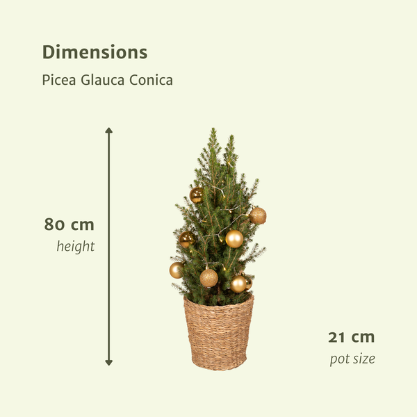 Picea Glauca Conica - Ø21cm - ↕80cm - Gold - Ø21 - ↨80cm