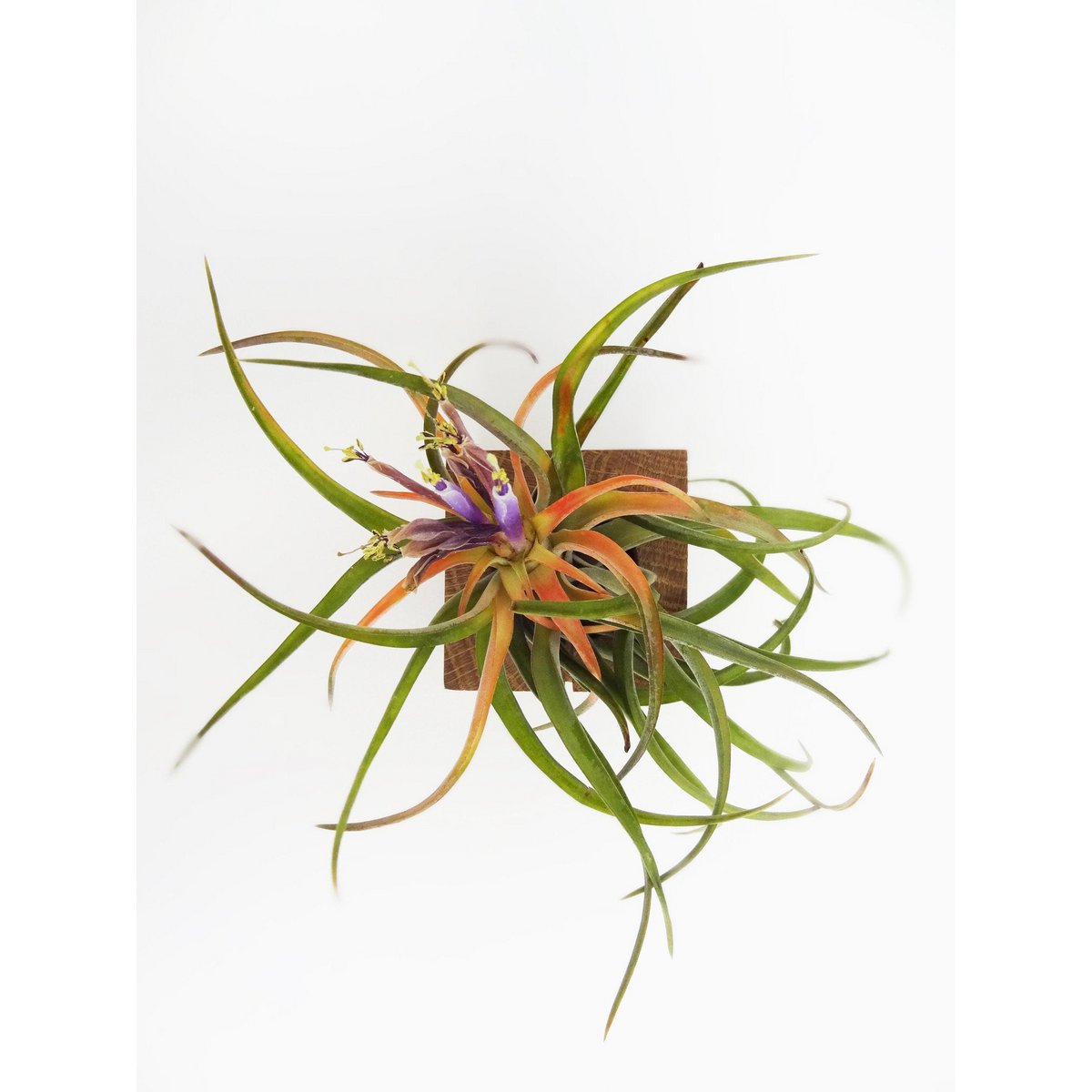 Tillandsia Abdita