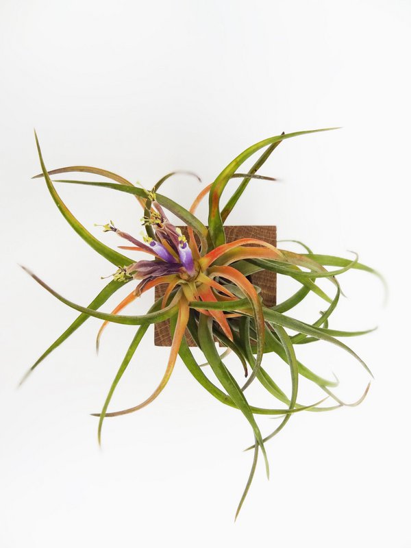 Tillandsia Abdita