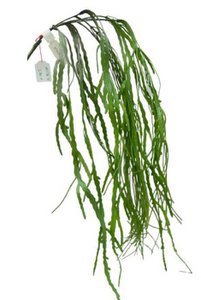Grasbügel 1pc Grün