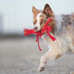 Hugo Hummer - kultlegetøj til hunde