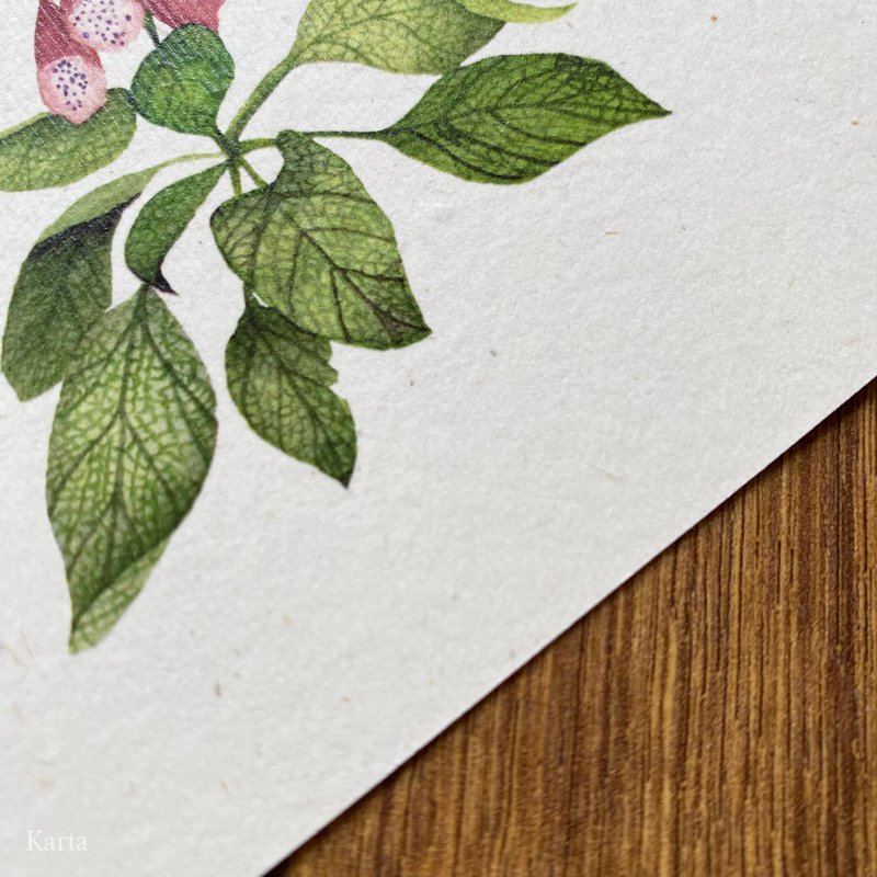 Greeting Card - Foxglove