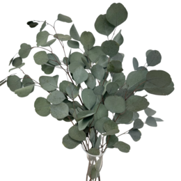 Eucalyptus Populus Geconserveerd Groen