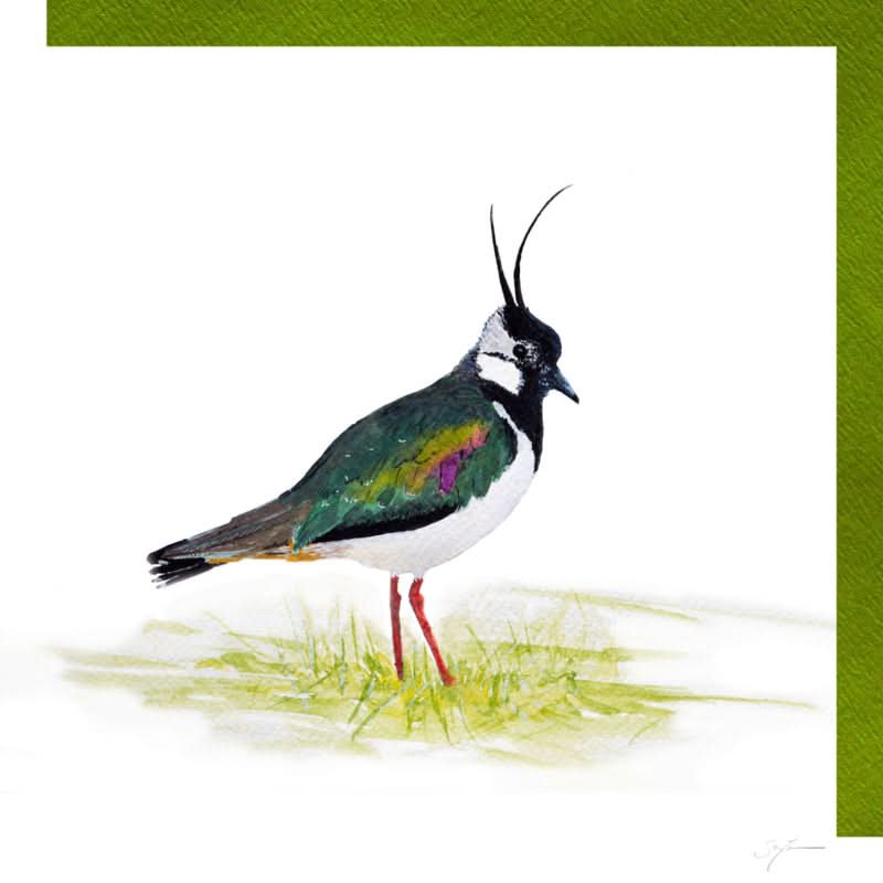 Lapwing