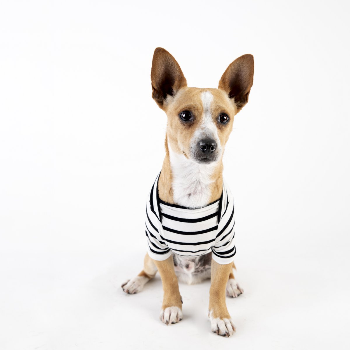 Camiseta Baloo