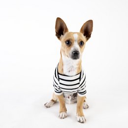 Camiseta Baloo