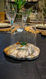 Vandglas 3D-skildpadde