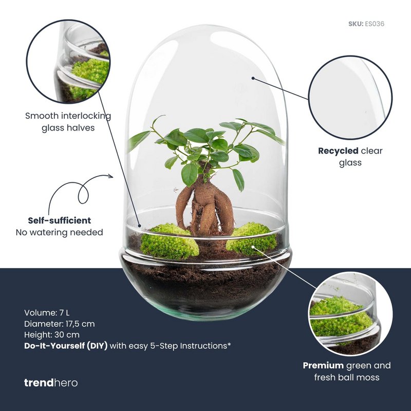 Terrarium DIY Kit - Egg XL Bonsai - Bottle Garden - ↑ 30 cm