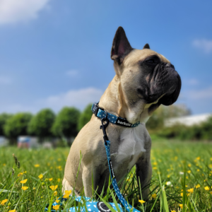 Leash - Nice