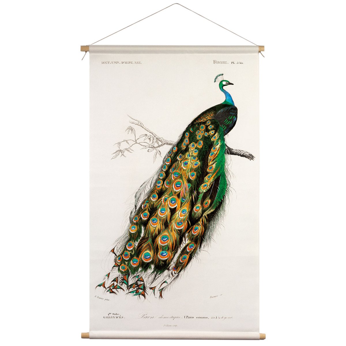 Póster textil con cordón de cuero - Ilustración Pauw D'Orbigny 65x45 cm - tela de pared