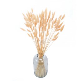 Bunny Tails (Lagurus) 50g Peach Fuzz