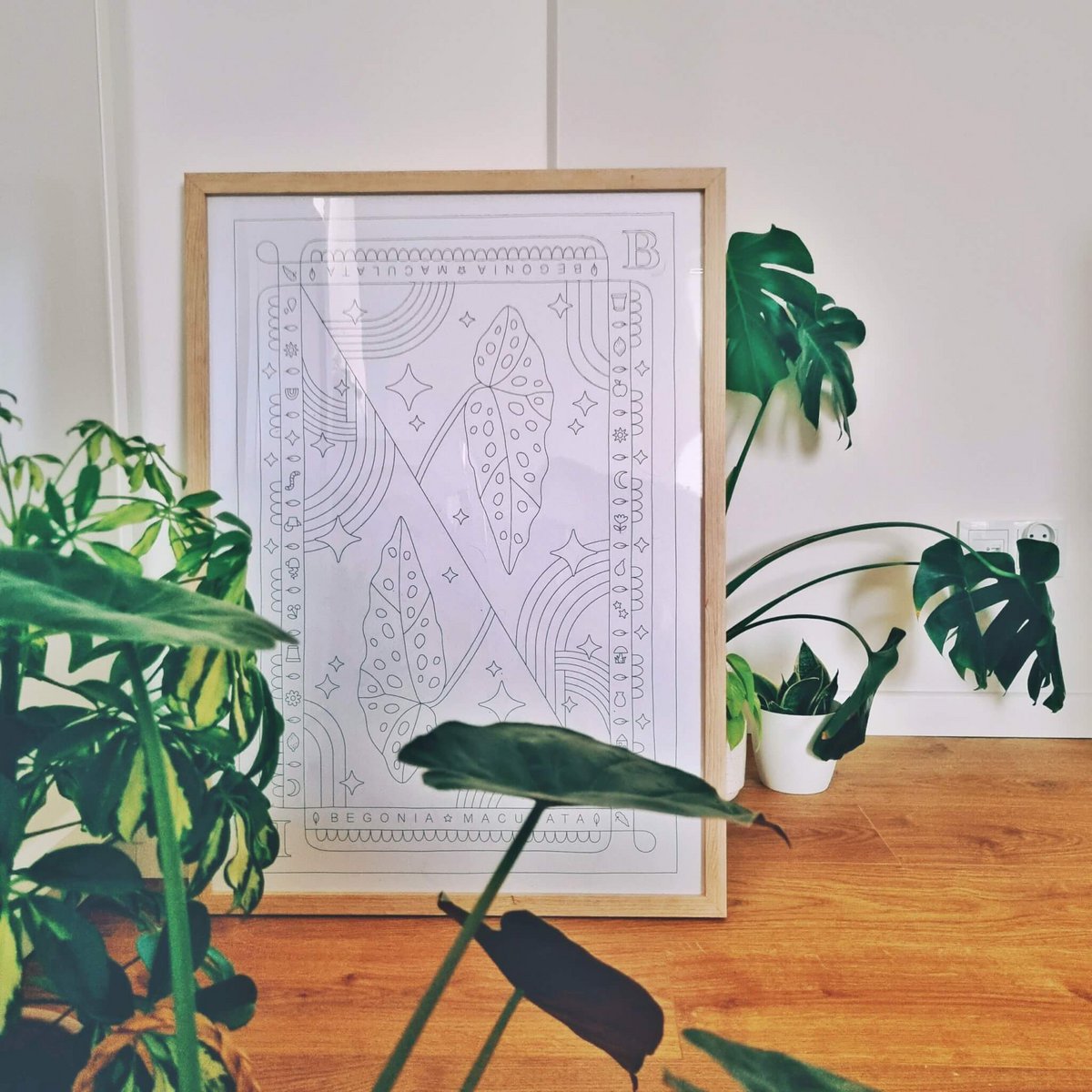 Begonia Maculata Coloring Poster 50x70 cm