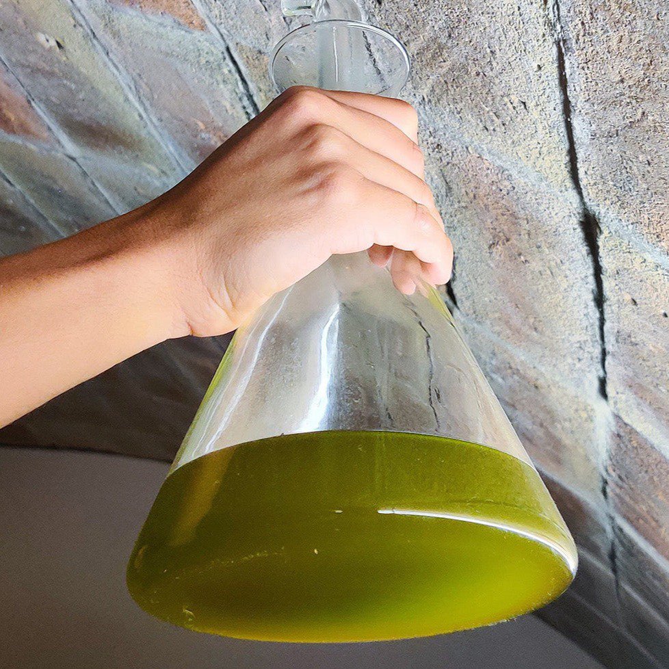 Novello Olive Oil 2025 - Ufiltreret Evoo - 0,5L