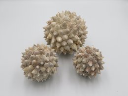 Bola Duren (Set of 3)