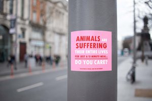 Veganistische stickers voor binnen en buiten 'Dieren lijden, kan het je iets schelen?'