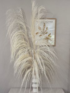 Pampas grass XL: Timeless elegance for your home