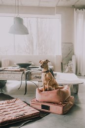 "Nero" pour un chien et un chat de la marque de chiot moelleux, du café avec du lait, du matériau en velours, fabriqué à la main!
